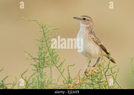 La Stoliczka Bushchat o bianco-browed Bush Chat (Saxicola macrorhynchus) Foto Stock