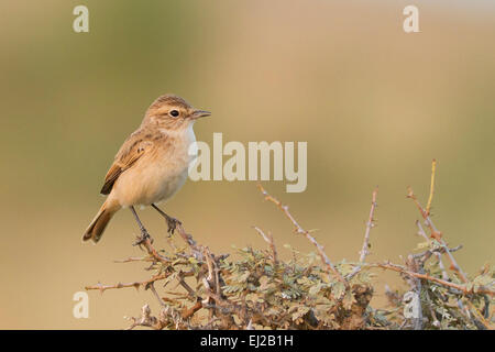 La Stoliczka Bushchat o bianco-browed Bush Chat (Saxicola macrorhynchus) Foto Stock