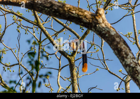 Orange codato gigante indiano scoiattolo appollaiato su un albero Foto Stock