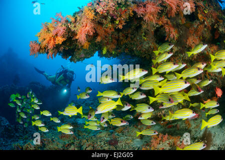 Lutjanus kasmira, comune Bluestripe snapper e scuba diver, Muthafushi Thila, Baa Atoll, Maldive, Oceano Indiano Foto Stock