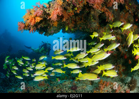 Lutjanus kasmira, comune Bluestripe snapper e scuba diver, Muthafushi Thila, Baa Atoll, Maldive, Oceano Indiano Foto Stock