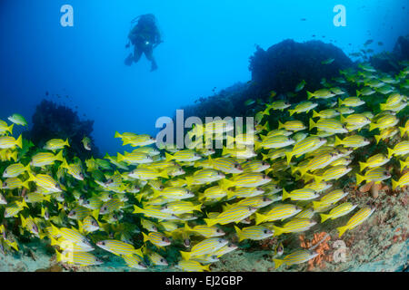 Lutjanus kasmira, comune Bluestripe snapper e scuba diver, Muthafushi Thila, Baa Atoll, Maldive, Oceano Indiano Foto Stock