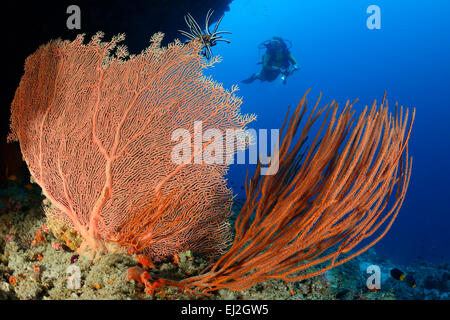 Subergorgia sp. Ellisella sp., Giant seafan e Mare di corallo a frusta e scuba diver, Dhonfan Thill, Baa Atoll, Maldive Oceano Indiano Foto Stock
