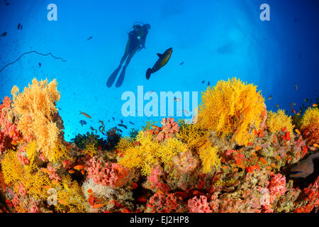 Acabaria sp., Coral reef con ventola giallo corallo e scuba diver, Muthafushi Thila, Baa Atoll, Maldive, Oceano Indiano Foto Stock