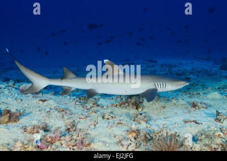 Triaenodon obesus, Whitetip reef shark, Hafsha Thila, atollo di Ari, Maldive, Oceano Indiano Foto Stock