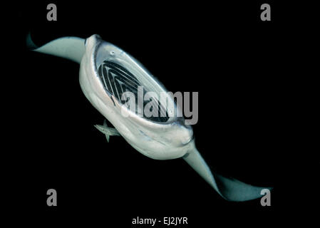 Manta alfredi alimentazione Nightdive Reefmanta bocca aperta e vista di branchie, Fesdhoo Faru Ari Atol, Maldive Oceano Indiano Foto Stock