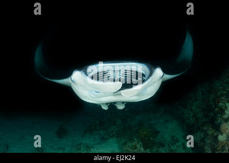 Manta alfredi, alimentando Reefmanta durante Nightdive, Fesdhoo laguna vicino Fesdhoo Faru, atollo di Ari, Maldive, Oceano Indiano Foto Stock