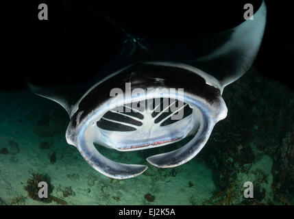 Manta alfredi, alimentando Reefmanta durante Nightdive, Fesdhoo laguna vicino Fesdhoo Faru, atollo di Ari, Maldive, Oceano Indiano Foto Stock