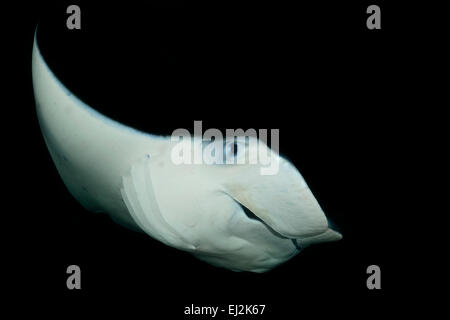 Manta alfredi, alimentando Reefmanta durante Nightdive, Fesdhoo laguna vicino Fesdhoo Faru, atollo di Ari, Maldive, Oceano Indiano Foto Stock