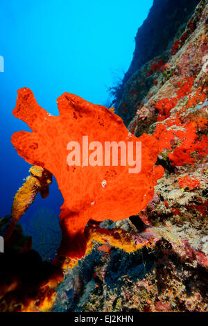 Antennarius commersonii commersoni, rana pescatrice Commerson, Anglerfisch Gigante, atollo di Ari, Maldive, Oceano Indiano Foto Stock