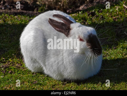 Coniglio Foto stock - Alamy