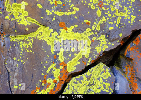 Un pannello di vivaci e colorati lichen su un basalto la parete del canyon nel centro di Oregon. Foto Stock
