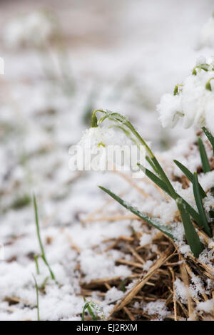 Galanthus Reginae. Snowdrops coperte di neve in inverno in Scozia Foto Stock