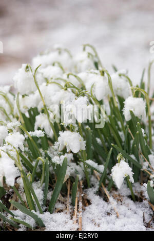 Galanthus Reginae. Snowdrops coperte di neve in inverno in Scozia Foto Stock