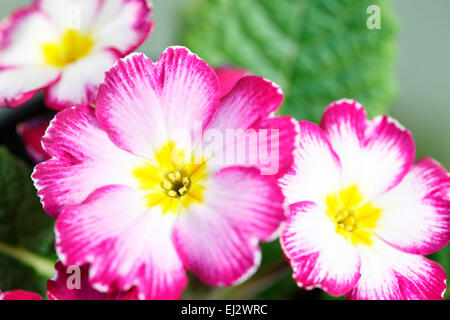 Inizio della primavera fiore molto amato primrose Jane Ann Butler JABP Fotografia699 Foto Stock