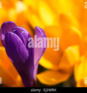 Coloratissima primavera crocus in pieno splendore Jane Ann Butler JABP Fotografia694 Foto Stock