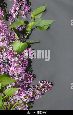 Le foglie e i fiori lilla con gocce di rugiada riflessa nell'acqua, con posto per il testo Foto Stock