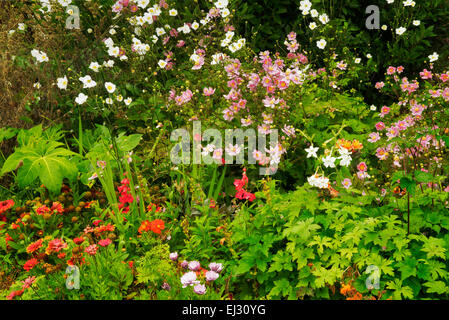 Fiori misti giardino. Giardini di Castello Domoland. L'Irlanda Foto Stock