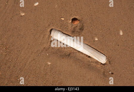 Rasoio di Pod Shell in Nairn Beach Foto Stock