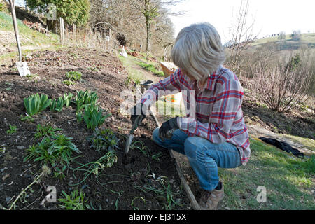 Carmarthenshire, Wales, Regno Unito. Venerdì 20 marzo 2015. Vivien Kersey trapianti bulbi da fiore nel suo giardino rurale su un bel pomeriggio in Carmarthenshire, West Wales UK. Il giardinaggio è ben avviata con il bel tempo la settimana scorsa ma un ritorno al più freddo wetter condizioni sono previsioni per la prossima settimana. Kathy deWitt/AlamyLiveNews Foto Stock