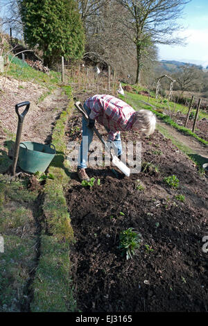 Carmarthenshire, Wales, Regno Unito. Venerdì 20 marzo 2015. Vivien Kersey trapianti bulbi da fiore nel suo giardino rurale su un bel pomeriggio in Carmarthenshire, West Wales UK. Il giardinaggio è ben avviata con il bel tempo la settimana scorsa ma un ritorno al più freddo wetter condizioni sono previsioni per la prossima settimana. Kathy deWitt/AlamyLiveNews Foto Stock