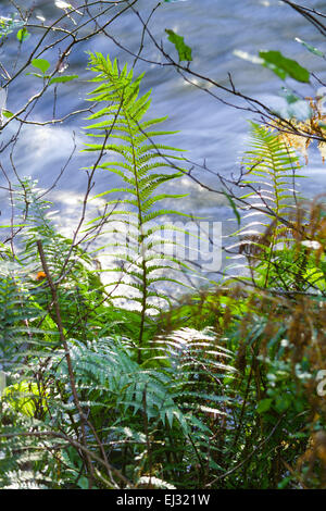 Horner boschi, il Holnicote Estate, Exmoor, Devon, Regno Unito (N.T) Dryopteris filix-mas (felce maschio) cresce in corrispondenza del bordo di scorrimento veloce str Foto Stock