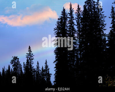 Rainbow su alberi. Il Parco Nazionale di Banff, Canada Foto Stock