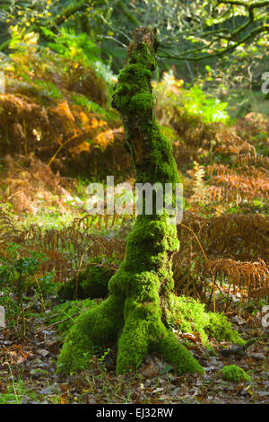 Horner boschi, il Holnicote Estate, Exmoor, Devon, Regno Unito (N.T) Autunno in un antico bosco di querce Foto Stock