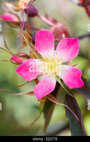 Rosa rubrifolia (Glauca) Foto Stock