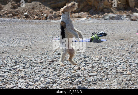 Fox Terrier è jumping Foto Stock