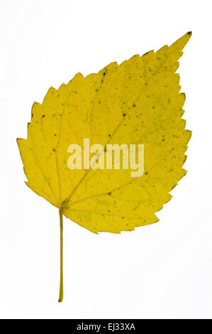Moor / betulla betulla pelosa / Europea white birch (Betula pubescens / betula alba) autumn leaf nativa per il Nord Europa su bianco Foto Stock