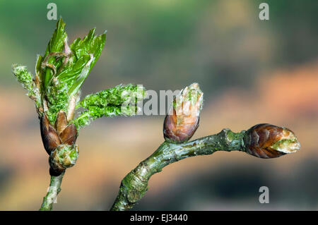 Inglese / Quercia farnia / Francese quercia (Quercus robur) close up di gemme di apertura e lascia emergere in primavera Foto Stock