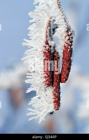 Ontano nero / Europea Alder / Comune Alder (Alnus glutinosa) infiorescenze maschio / amenti coperto di brina in inverno Foto Stock