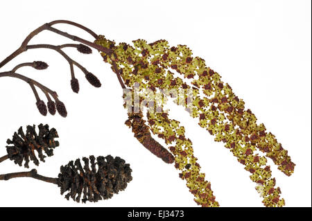 Ontano nero / Europea Alder / Comune Alder (Alnus glutinosa) amenti maschio e femmina infiorescenze su bianco in primavera Foto Stock