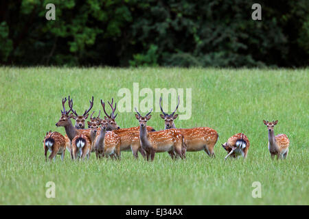 Cervi Sika / spotted deer/ giapponese cervo (Cervus nippon) allevamento di cervi con corna coperta in velluto in estate Foto Stock