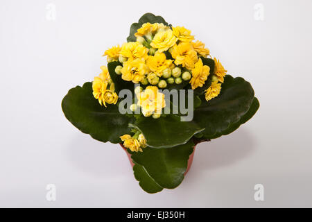 Mini giallo kalanchoe fiore in una pentola isolati su sfondo bianco Foto Stock