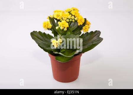 Mini giallo kalanchoe fiore in una pentola isolati su sfondo bianco Foto Stock