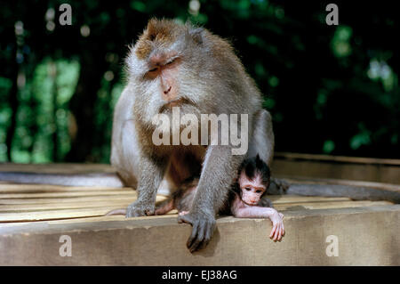 Scimmie macaco nella Foresta delle Scimmie di Ubud a Bali in Indonesia nel sud-est asiatico. La fauna animale Primate Amore Familiare Safari natura Natural Travel Foto Stock