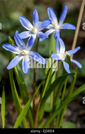 Gloria della neve, Scilla luciliae, Chionodoxa close up fiore Foto Stock