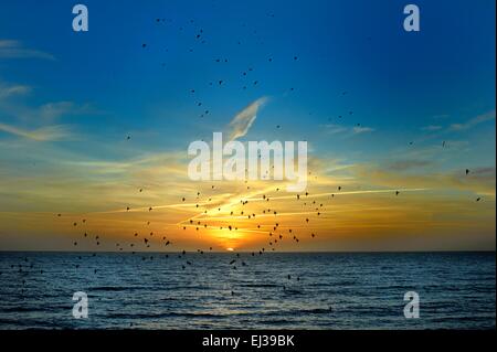 Per gli storni di uccelli di mare al tramonto Foto Stock