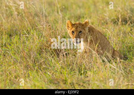 Lion (Panthera leo), cub seduto in erba alta Foto Stock