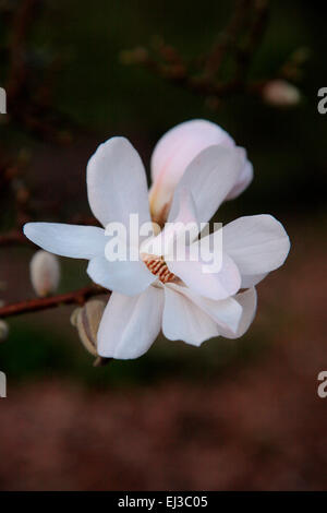 Magnolia salicifolia 'Wada memoria dell' AGM Foto Stock