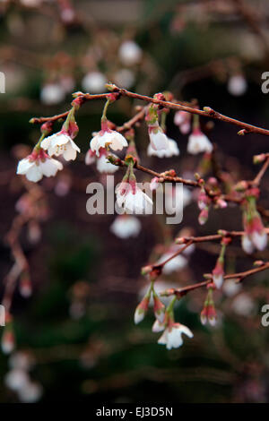 Prunus incisa "Kojo-no-mai" Foto Stock