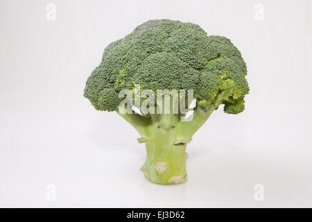 Intero impianto di broccoli insieme come una struttura ad albero. Isolato su sfondo bianco Foto Stock