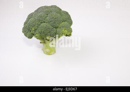 Intero impianto di broccoli insieme come una struttura ad albero. Isolato su sfondo bianco Foto Stock