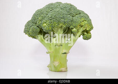 Intero impianto di broccoli insieme come una struttura ad albero. Isolato su sfondo bianco Foto Stock