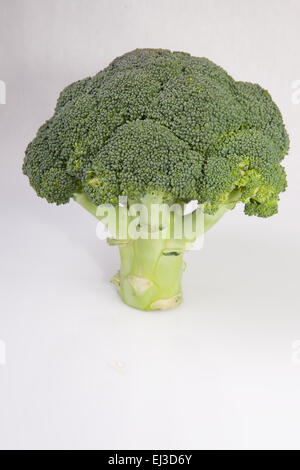 Intero impianto di broccoli insieme come una struttura ad albero. Isolato su sfondo bianco Foto Stock