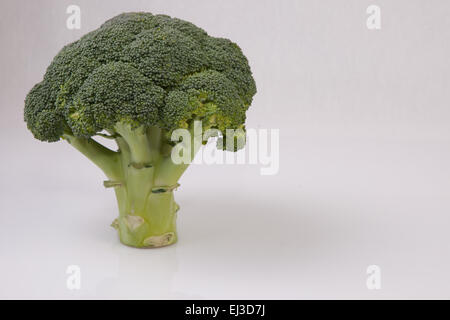 Intero impianto di broccoli insieme come una struttura ad albero. Isolato su sfondo bianco Foto Stock