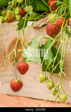 Giugno-cuscinetto fragole crescere in un letto rialzato giardino, con rame slug nastro repellente sul lato, Issaquah, Washington Foto Stock