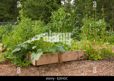 Zucchine, nasturtium, mais e altri vegetali che crescono all'Mirrormont Pea Patch comunità giardino in Issaquah, Washington Foto Stock